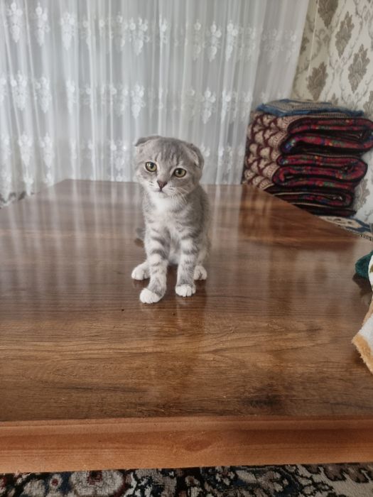 Zotlik mushuk sotiladi 350ming