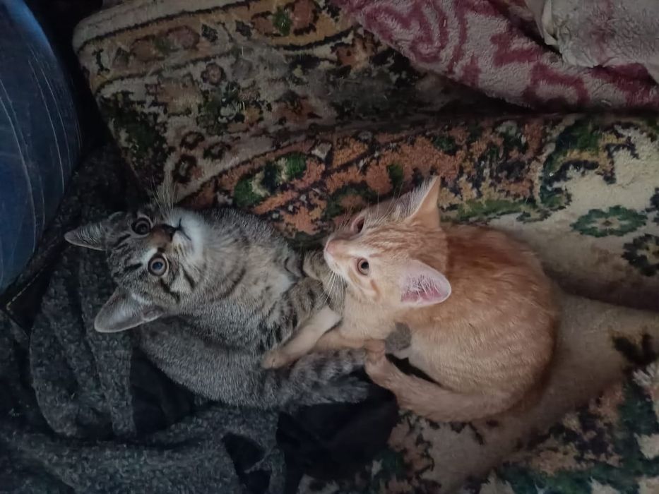 Котята мальчики  2 месяца