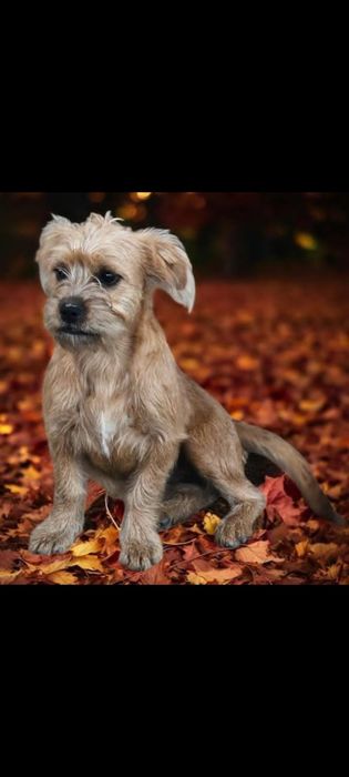Yorki  Terrier  -Border.