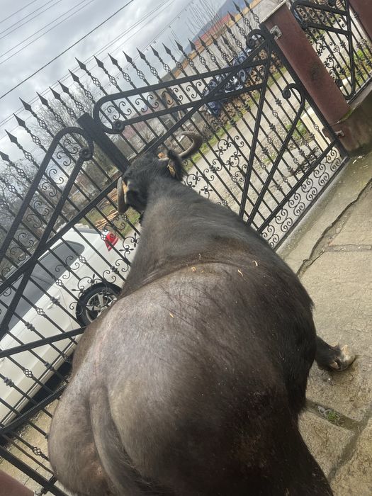 Bivolița de vânzare