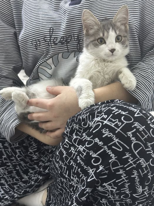 Кошечка 2.5. 3 месяца. Очень нежные