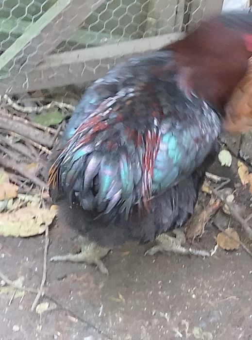 Vând cocoș araucana negru