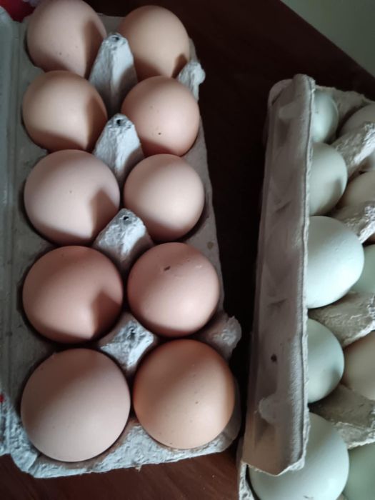 Ouă de casă proaspete