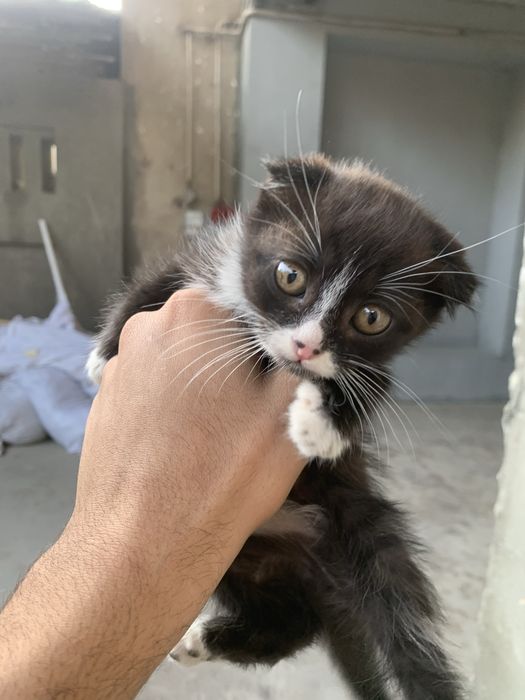 Scottish Fold mushogi sotiladi