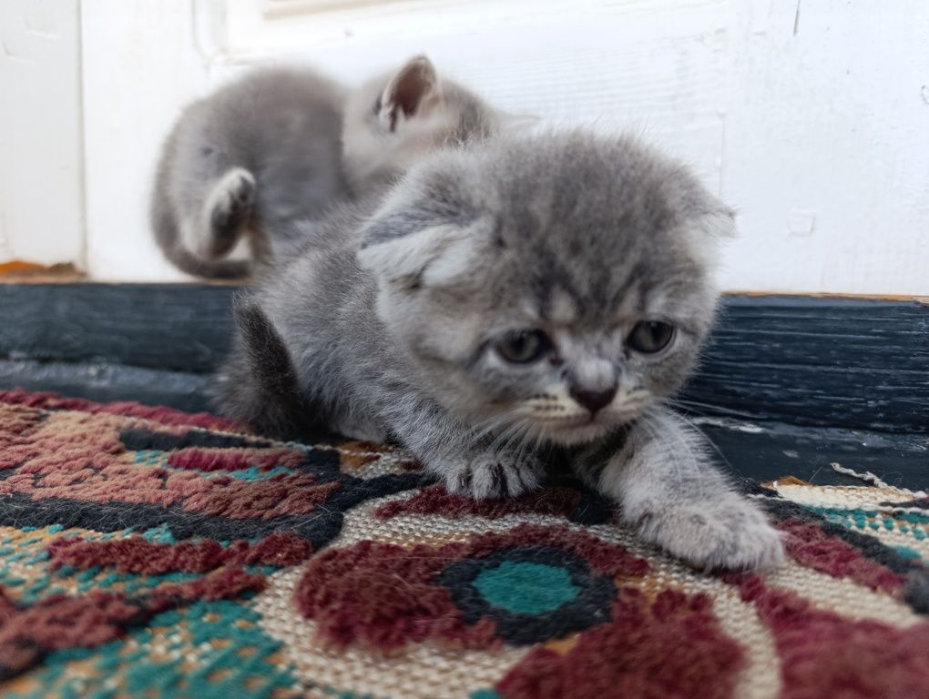 Скоттищ фолд мушук болалари