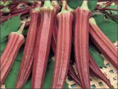 20 seminte bame verzi / rosii
