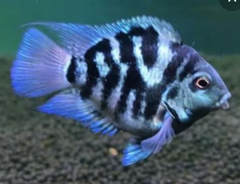 Продам аквариумных рыбок