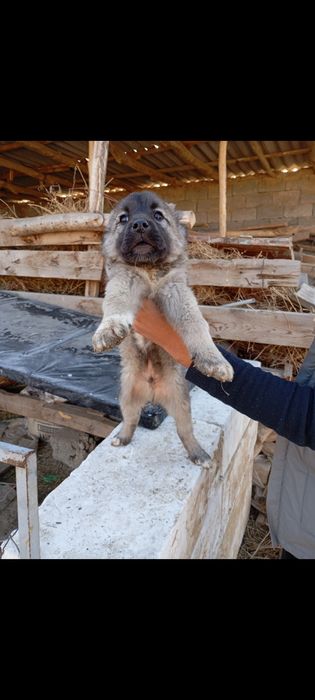 Alabay gidik sotiladi