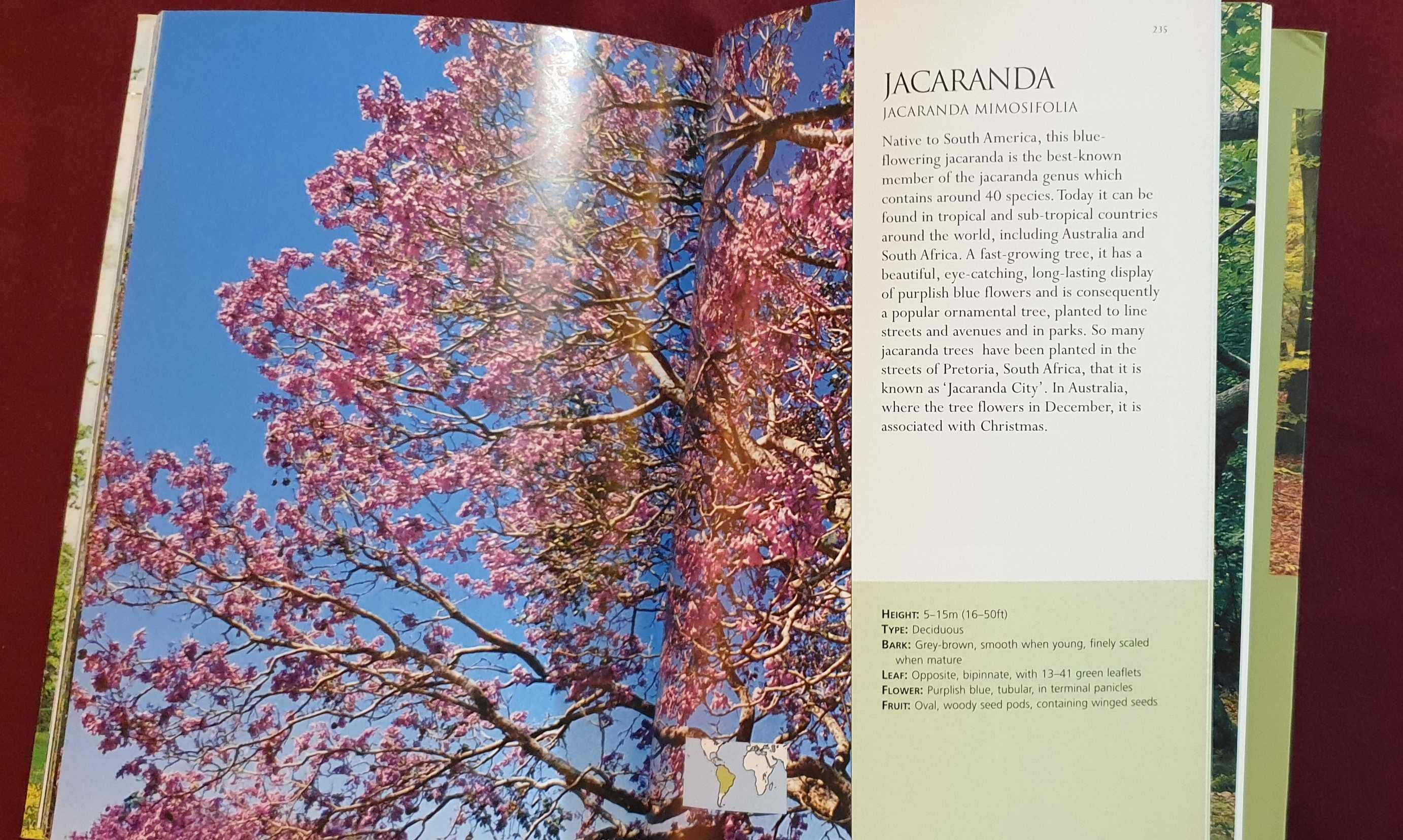 Справочник на дърветата по света / A Concise Guide to Trees