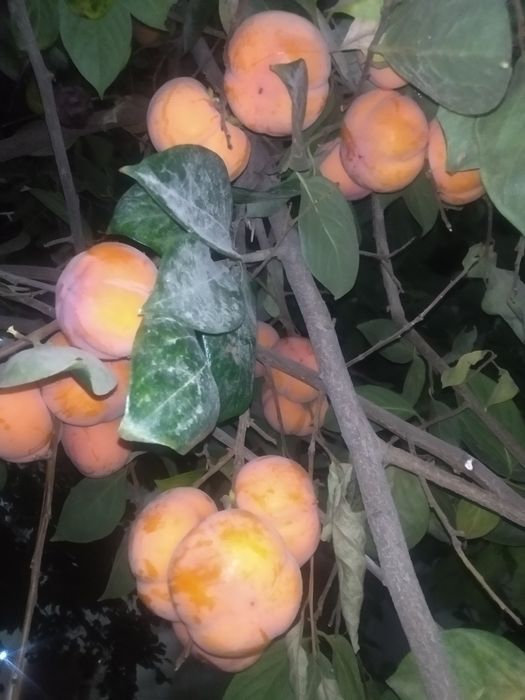 хурмо меваси сотилади