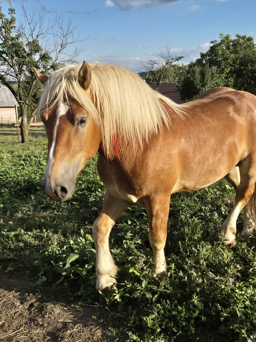 Vând armăsar de 2 ani