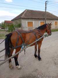 Vând o iapa pe garanție la căruța!