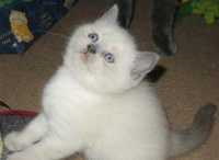 Puiuți British Shorthair Blue Point