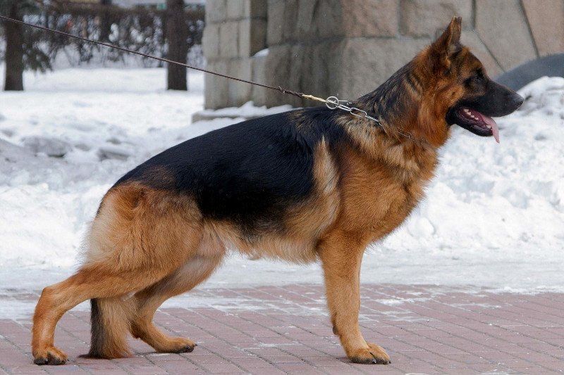 Авчарка на вязку