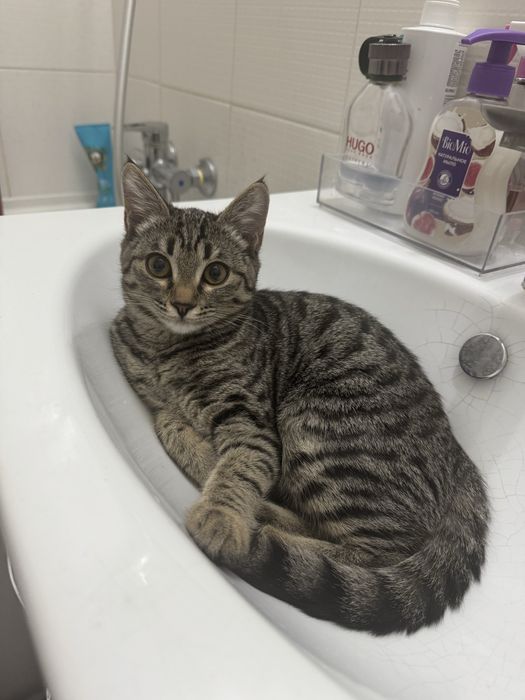 Ищу любящую семью для котенка