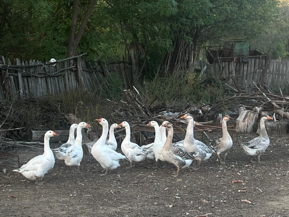 Gâște de vanzare!
