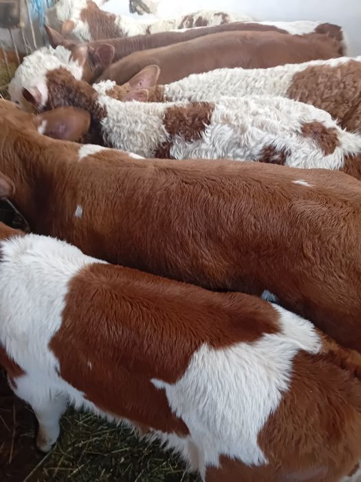 Taurasi și vitele baltati semiintarcati