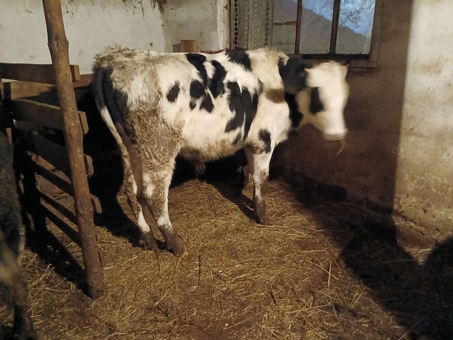 Продам молодняк на доращивание