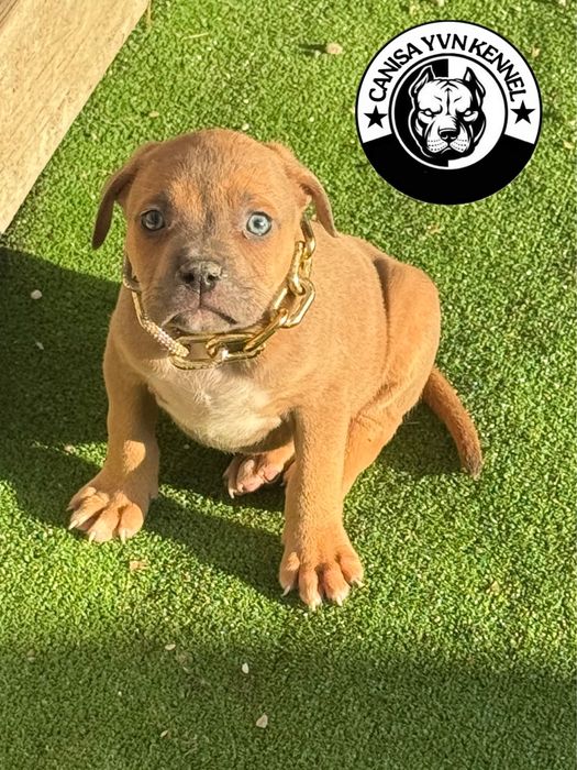 Mascul amstaff blue fawn