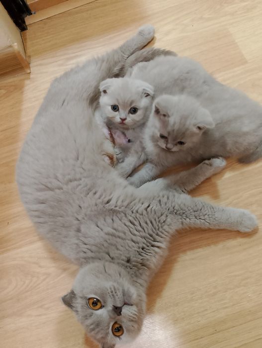 Шотландско клепоухо коте