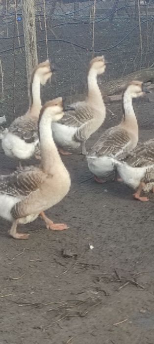 Gâște leșești de vânzare