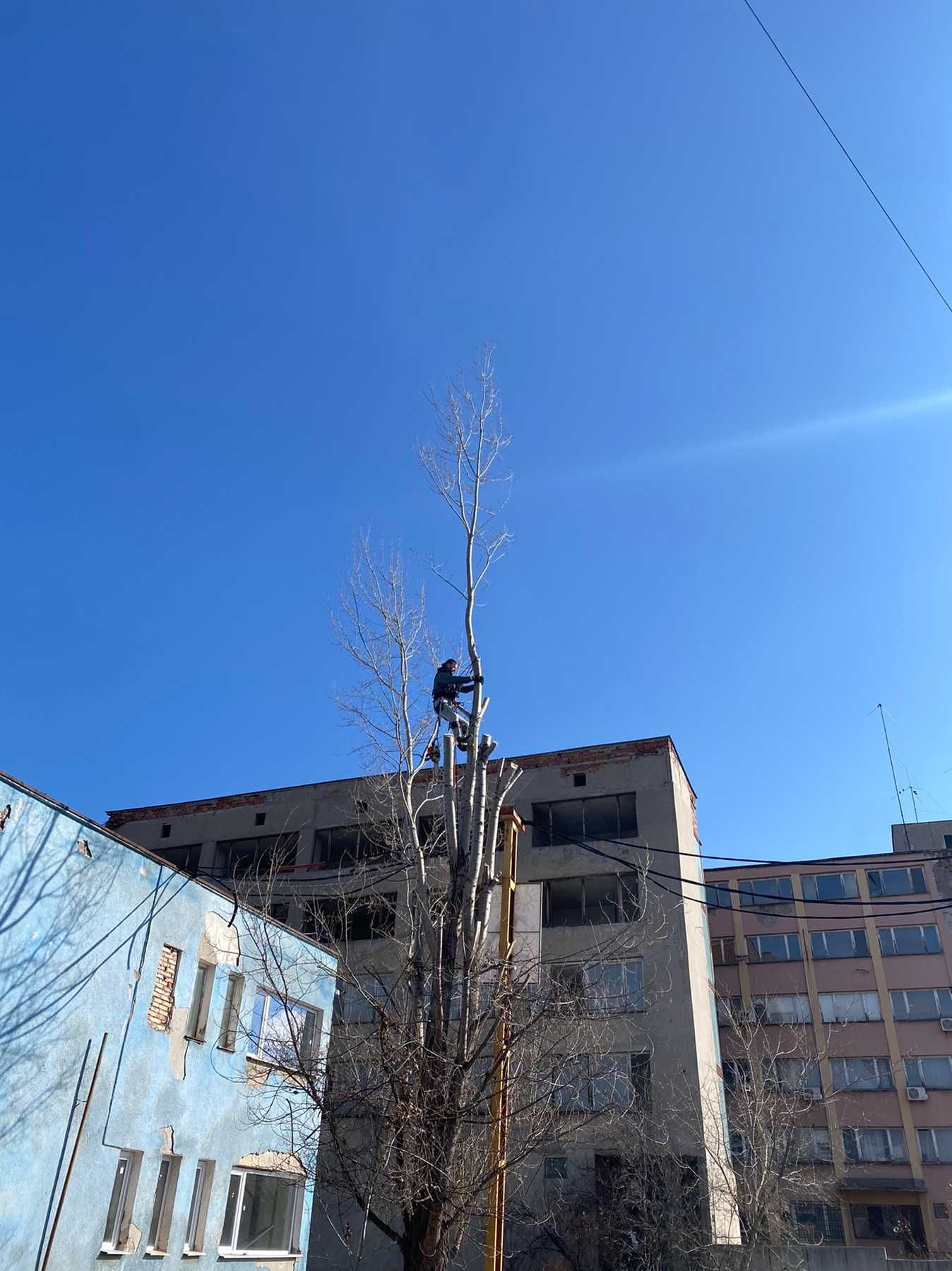 Сечене рязане на опасни дървета - арборист