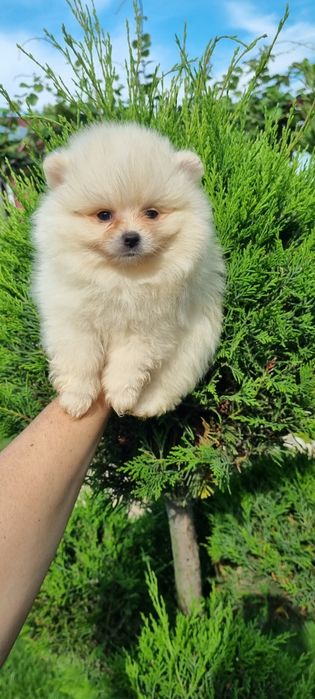 Померан мини шпиц
