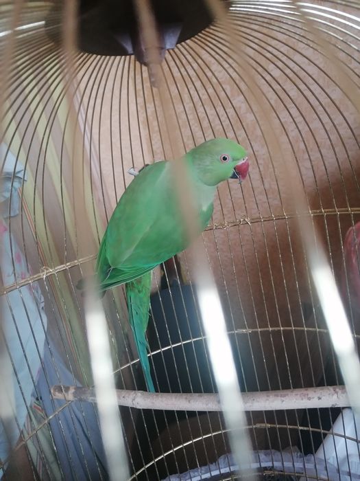 Попугай ожереловый