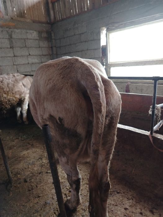 4 туган семиз сиыр