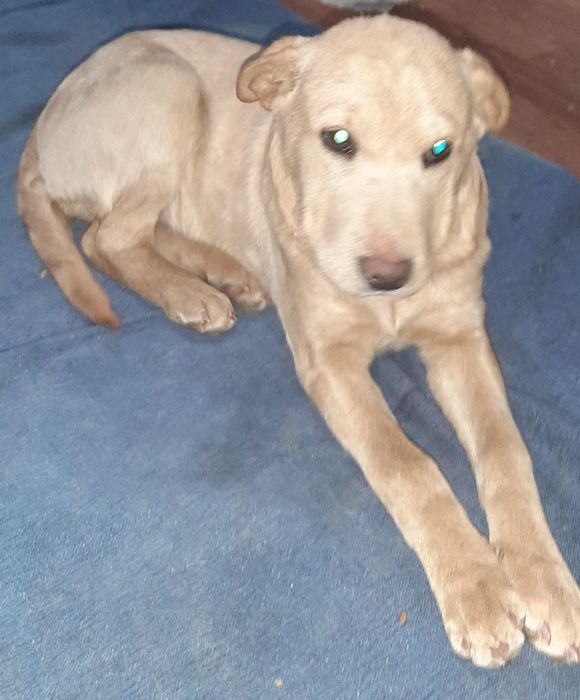 Отдам щенка девочку только в добрые руки.