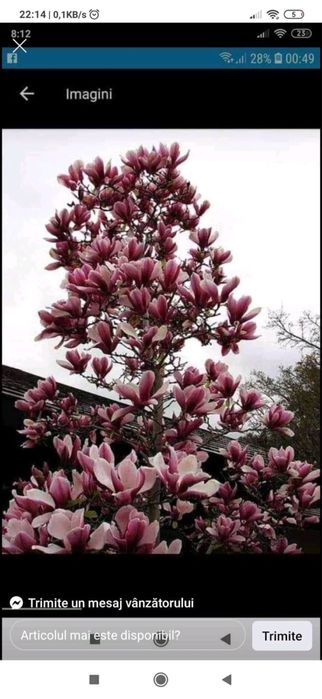 Plante oranemnatale photinia leylandi grandiflora artar