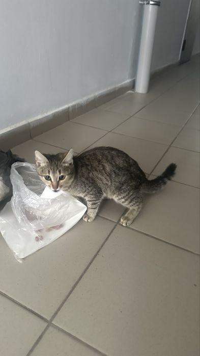 Котенок ищет дом