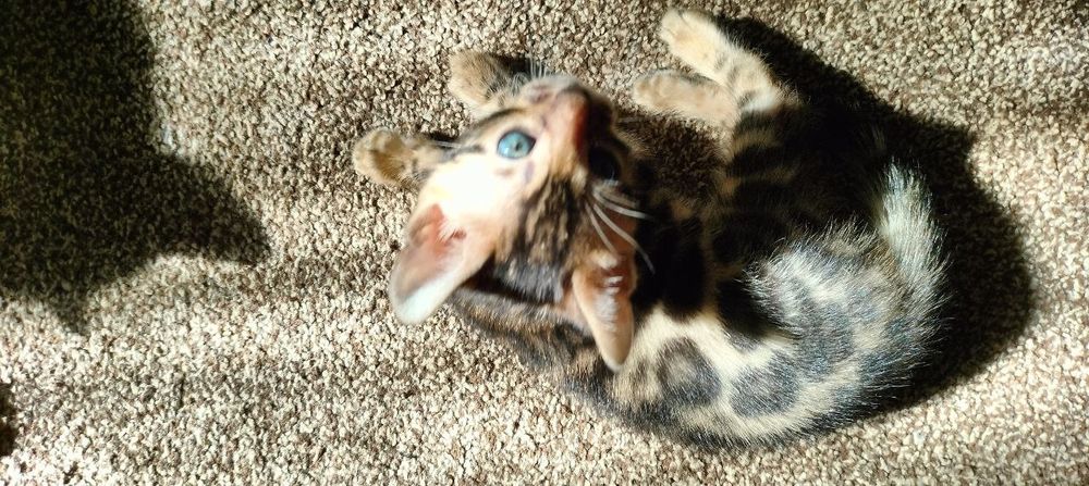 Бенгальские котята