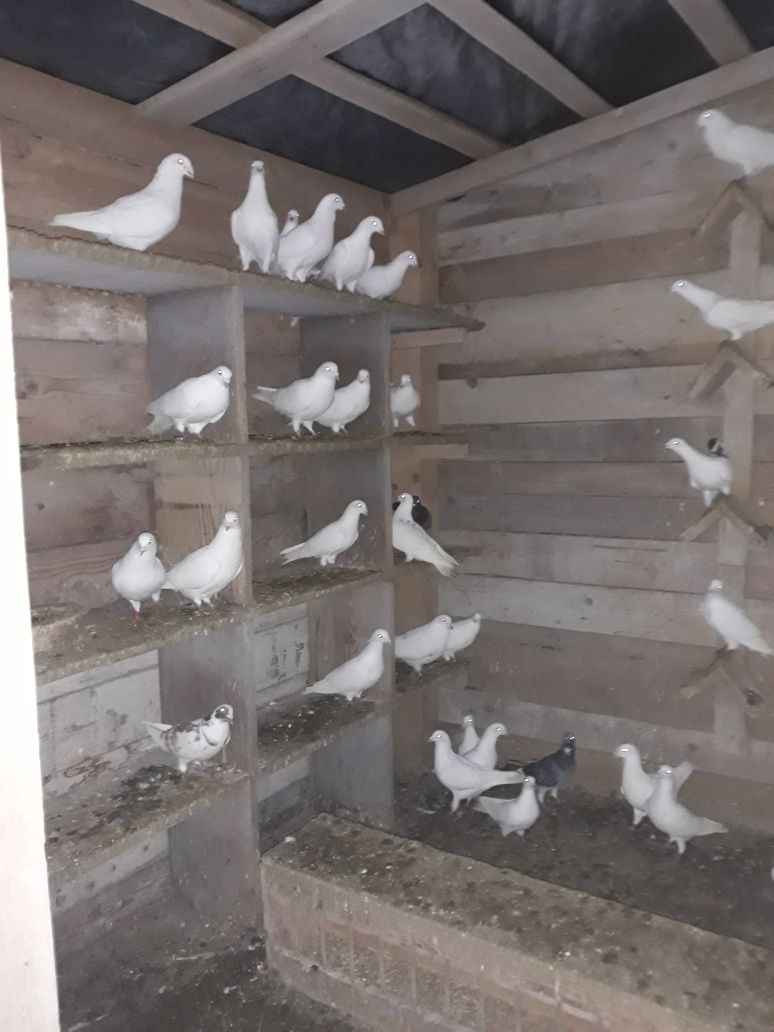 porumbei albi de vanzare