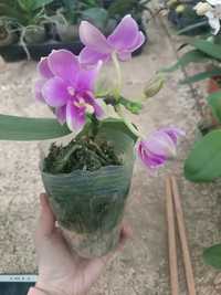 Орхидея Азиатская Love Potion