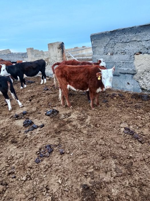 Продам полтарашек