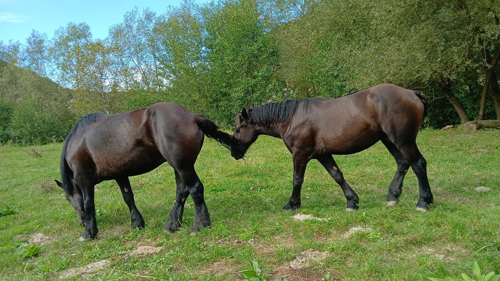 Iapă percheron, mânz armăsar