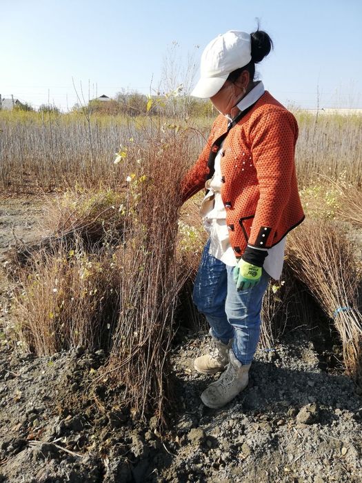 Qayrag'och, Gujum, Кайрагоч, Гужум,