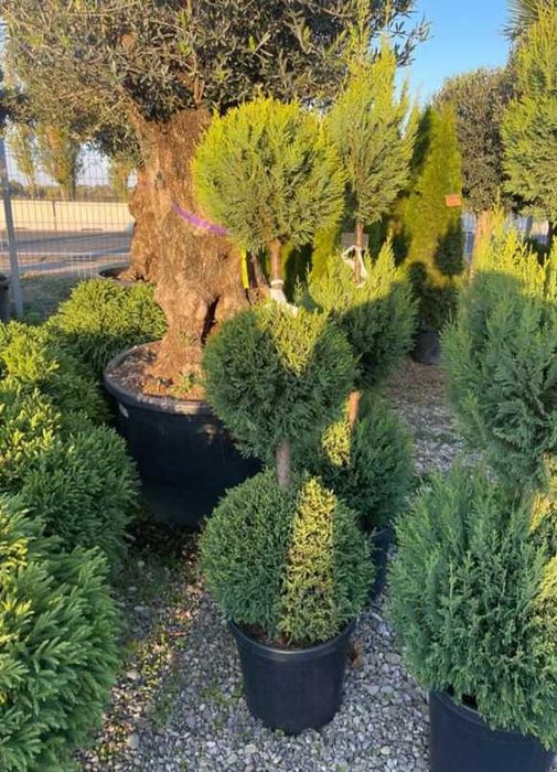 Orice tip de plantă ornamentală, direct de la producător