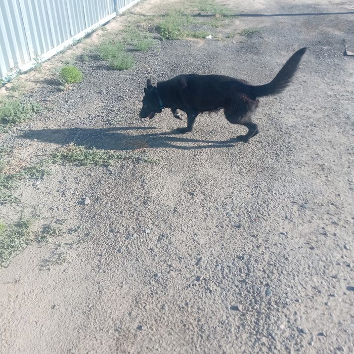 немецкий овчарка