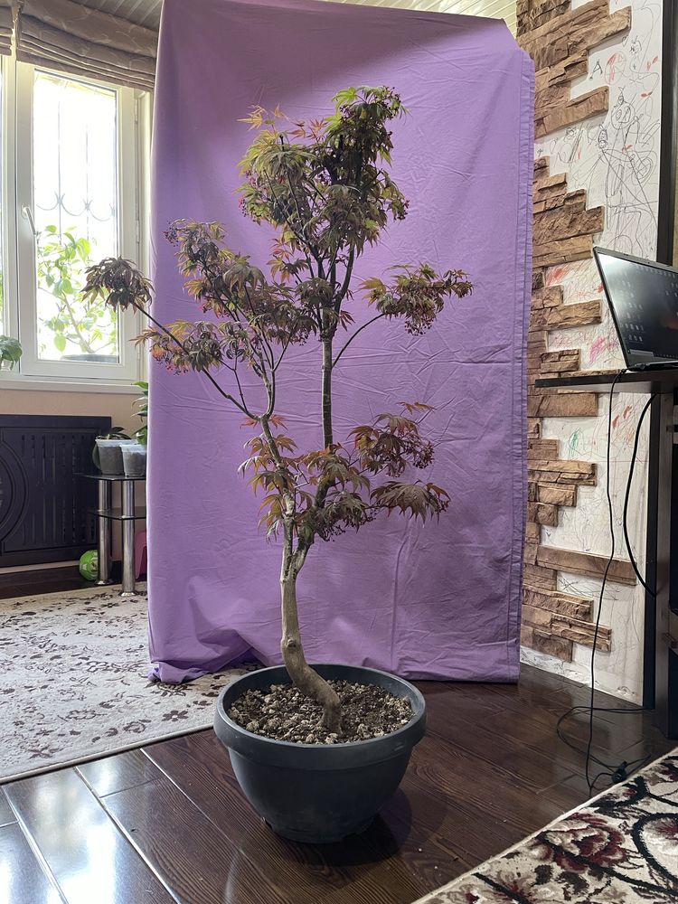 Продается японский красный клен бонсай