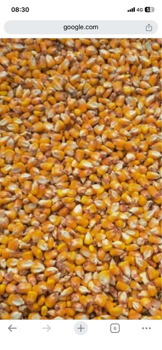 Vand graunte productie 2025