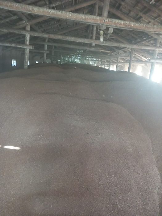Porumb boabe , floarea soarelui , grâu.