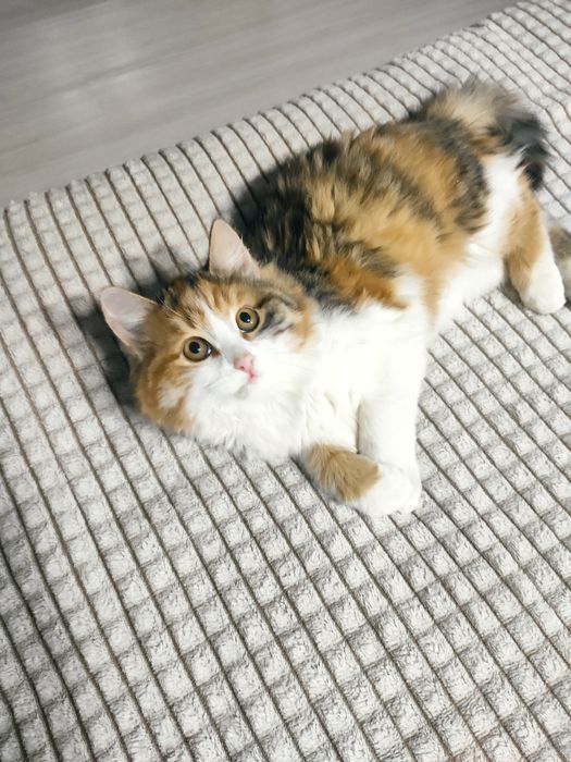 Отдам котенка девочка