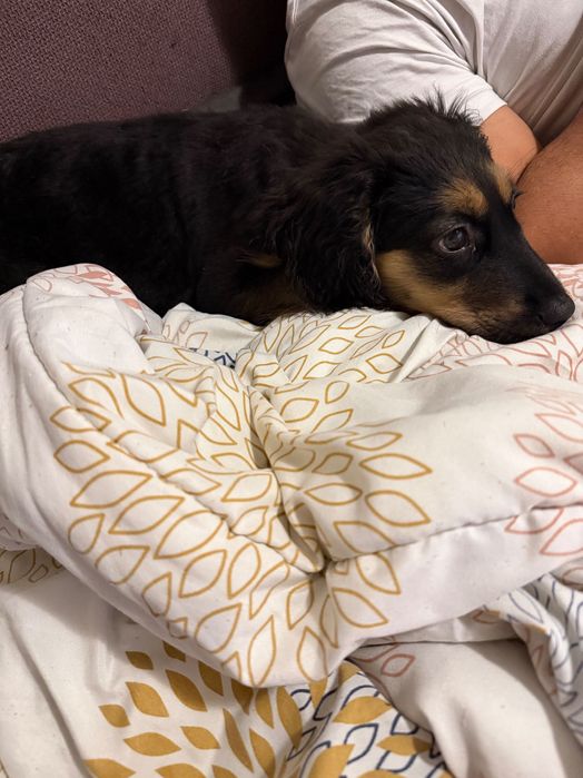 СПЕШНО!!! Подарявам женско кученце на 3 месеца