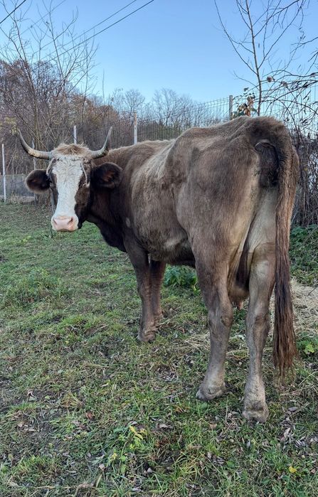 Vand vaca gestantă în 7 luni