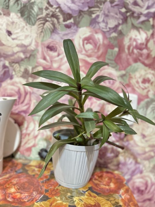 Самый лучший цветок для кабинета и дома!