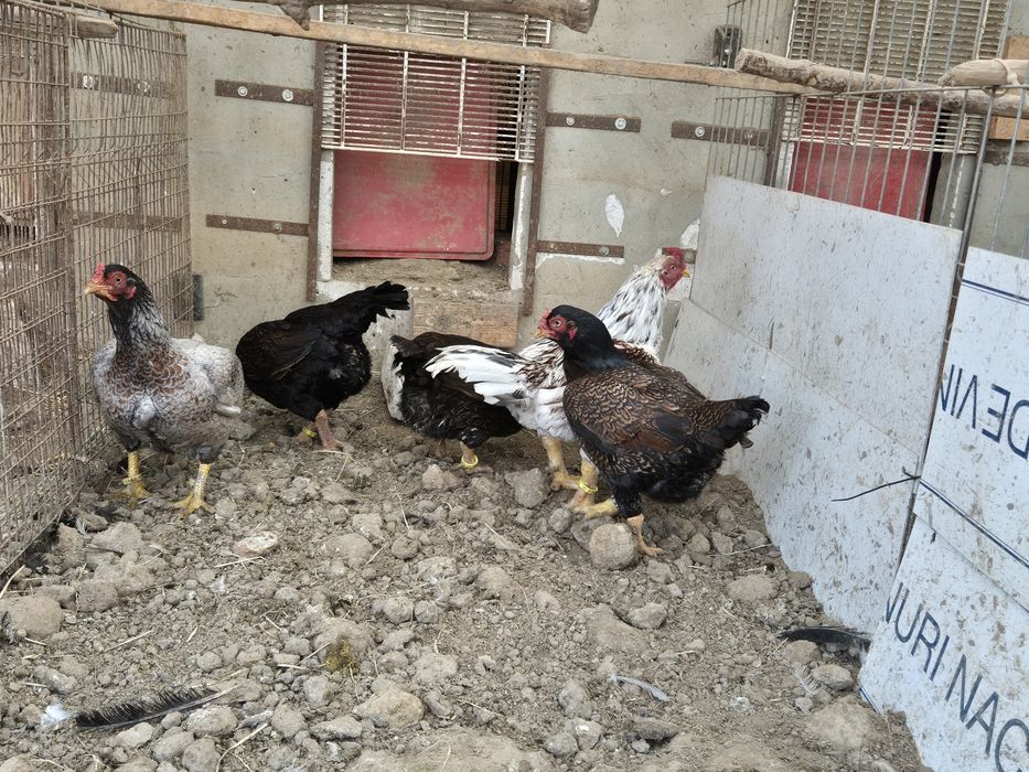 Famili de combatant indian talie mare, de vanzare