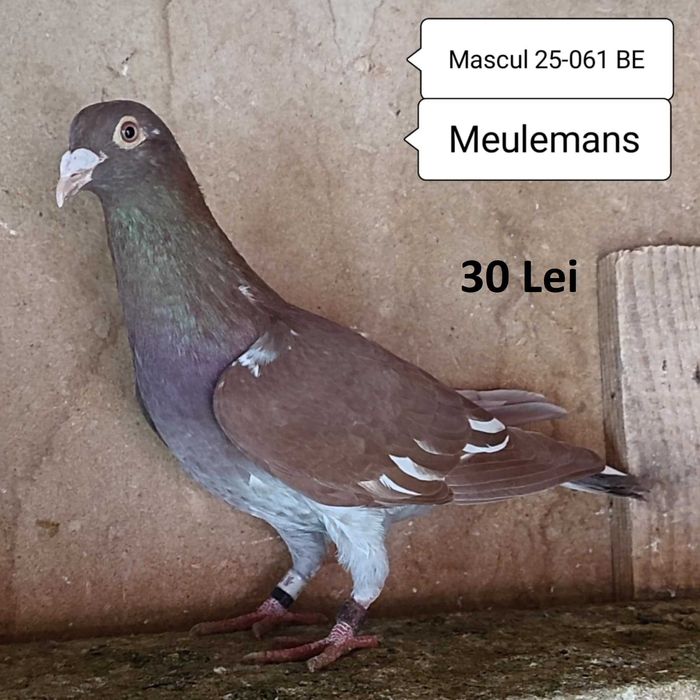 Porumbei Meulemans