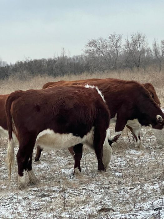 Корова , Сиыр , Коровы , КРС